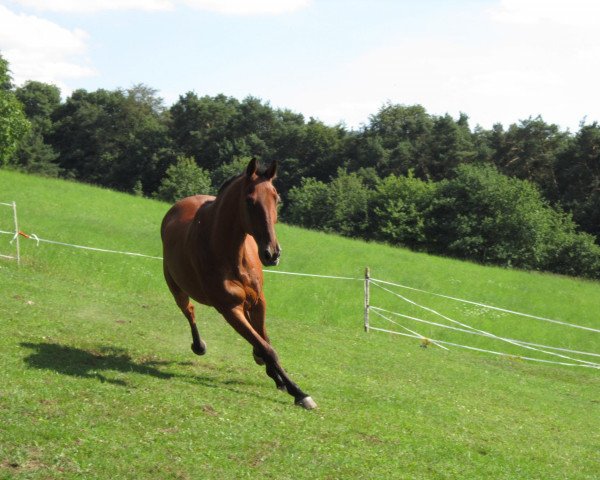 Pferd Hardfighter (DE) (Deutscher Traber, 1995, von Tyrannosaurus Rex (US)) Pferd Hardfighter (DE) (Deutscher Traber, 1995, von Tyrannosaurus Rex (US))