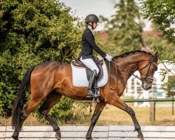Pferd Quando Balliamo (Deutsches Sportpferd, 2018, von Quaterstern)