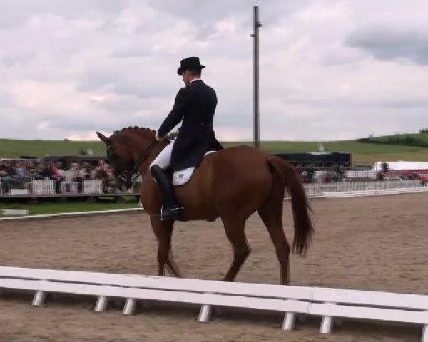 Dressurpferd Woronow 5 (Hannoveraner, 2001, von Wolkenstein II)