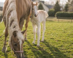 Pferd Aragon KK (Haflinger, 2022, von Avicii van't Steengoed)