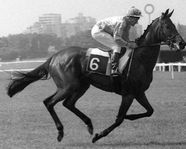 broodmare Sega Ville xx (Thoroughbred, 1968, from Charlottesville xx)