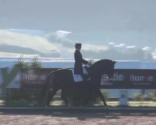 dressage horse Ravel 322 (Hanoverian, 2002, from Rotspon)