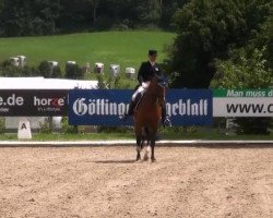Étalon reproducteur Zircon (Lusitanien, 2004, de Oxidado)