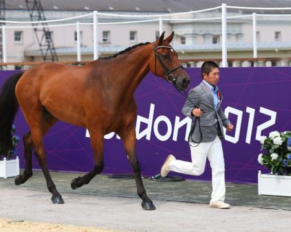 eventing horse Chippieh (Holsteiner, 2002, from Carnaby GL)