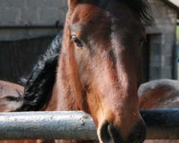 horse Little Joe (Westphalian, 2005, from Lanciano)