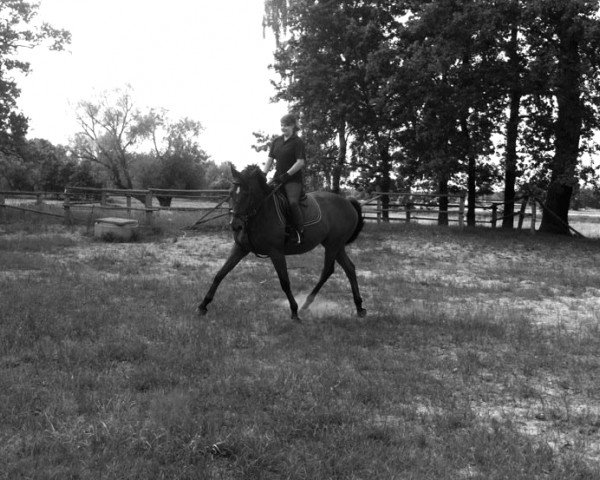 horse Lansjer (Polish Warmblood, 2004, from Cison xx) horse Lansjer (Polish Warmblood, 2004, from Cison xx)