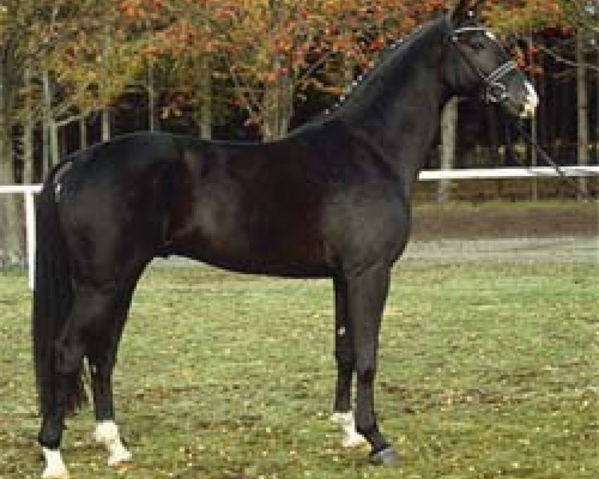 Deckhengst First Pleasure (Hannoveraner, 2001, von For Feeling)