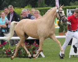 broodmare Cherry Lady 16 (German Riding Pony, 2009, from Cassini)