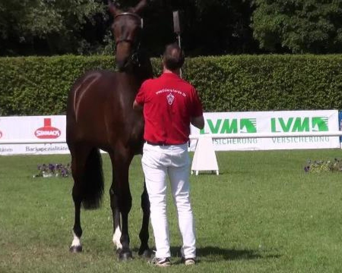 broodmare Midsummer Kiss (Westphalian, 2009, from Montender)