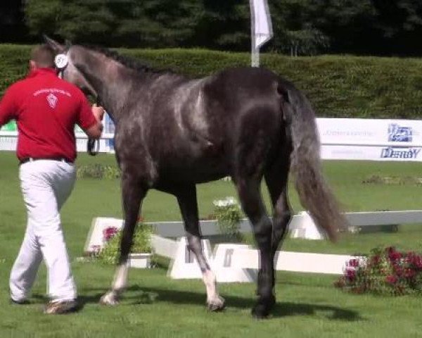 broodmare Louisiana 150 (Westphalian, 2009, from Laudabilis)