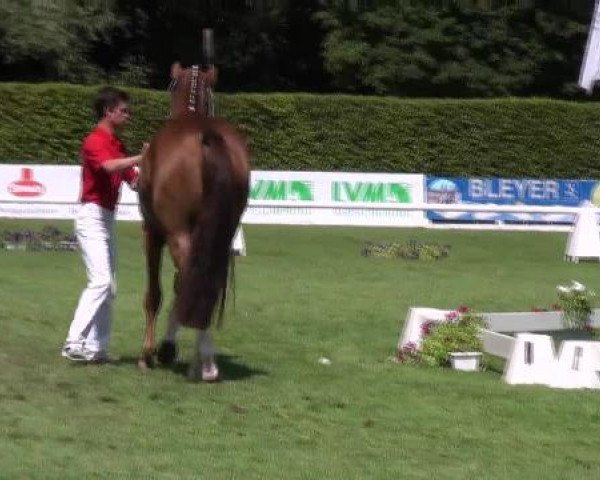 Zuchtstute For Success (Westfale, 2009, von Florenciano 6)