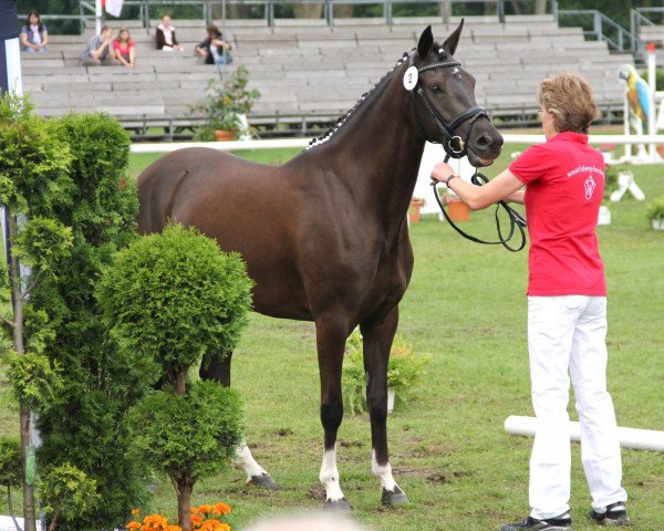 Zuchtstute Chica (Deutsches Reitpony, 2009, von Calvin Klein 23)