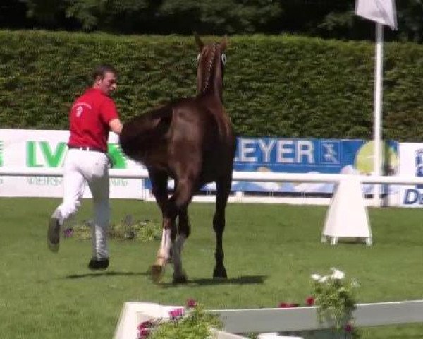Zuchtstute Fiorella R II (Westfale, 2009, von Fürst Piccolo) Zuchtstute Fiorella R II (Westfale, 2009, von Fürst Piccolo)