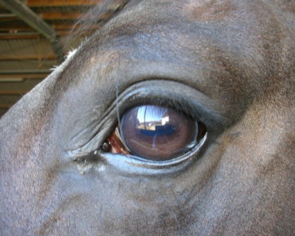 dressage horse Amaroso 5 (Westphalian, 2003, from Amantus)