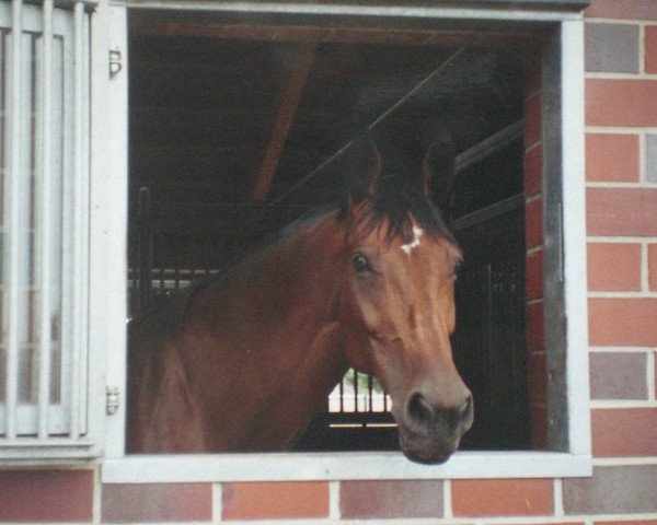 broodmare Sunset Boulevard (Holsteiner, 1992, from Silvester)