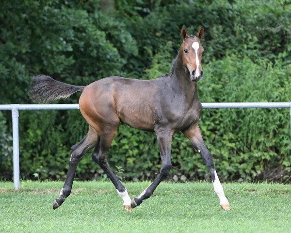 horse Pilortano (Westphalian, 2008, from Pilot)