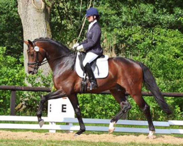 dressage horse Diamond of Glory (Zweibrücken, 2007, from Diamond Hit)