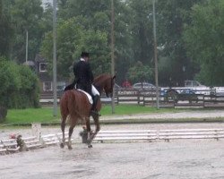 dressage horse Rovell Royal (Hanoverian, 2005, from Rotspon)