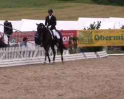 dressage horse Sierra Tiquilla (Hanoverian, 2009, from Scolari)