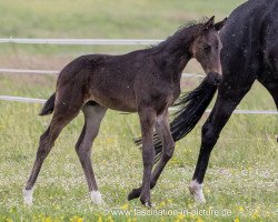 stallion Fürst Filou 1 P (Oldenburg, 2022, from Fürst Zonik PS)