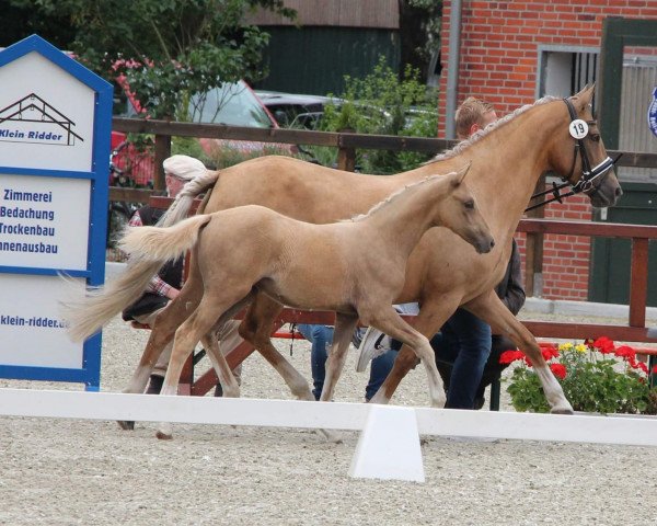 horse Repelerhofs Champie Ann (German Riding Pony, 2022, from FS Champion de Luxe)
