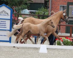 horse Repelerhofs Champie Ann (German Riding Pony, 2022, from FS Champion de Luxe)