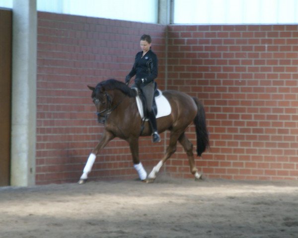 horse Don Balleno F (Hanoverian, 2007, from Don Gregory)