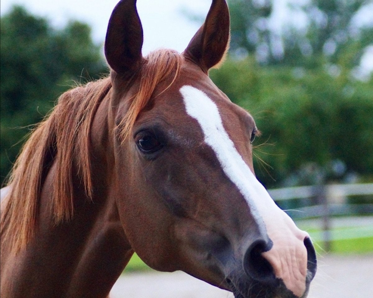 Fattrice Lady's Jibon (Pony olandese con sangue arabo, 2009, di Scapino BB ox)