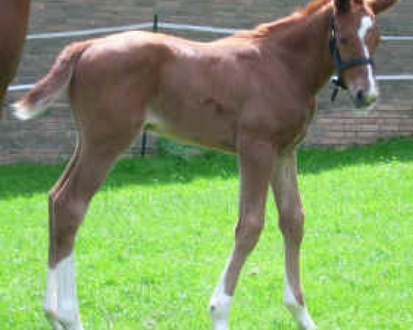 horse Devasree (Hanoverian, 2007, from Dinard L)