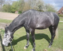 horse Carl-Friedrich (Oldenburg, 2008, from Calico 8)