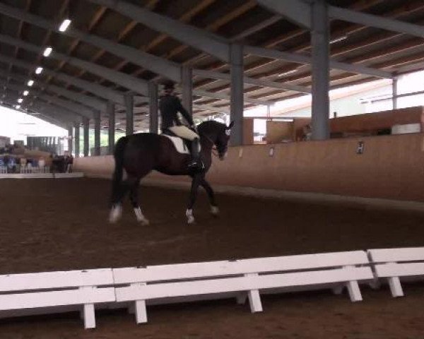 dressage horse Wauthi 13 (Hanoverian, 2004, from Weltmeyer)