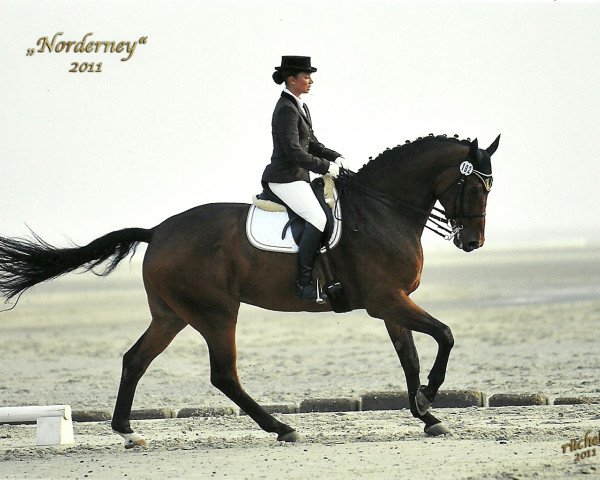 Dressurpferd Legolas B (Westfale, 2003, von Laomedon) Dressurpferd Legolas B (Westfale, 2003, von Laomedon)
