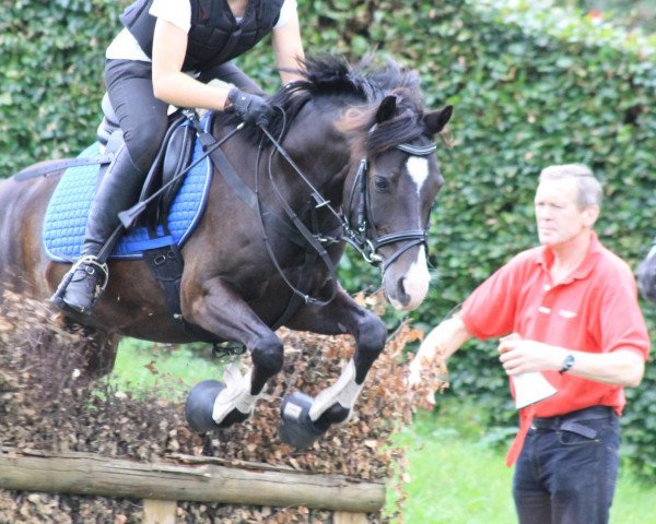 jumper Nemax 3 (German Riding Pony, 2005, from Night-Power)