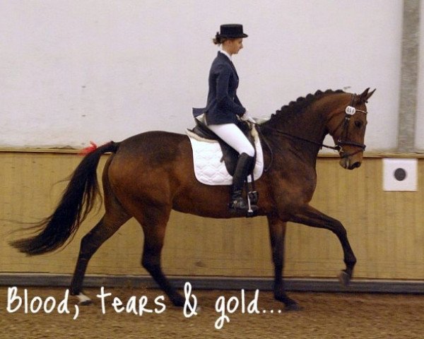 horse Fulda CR (Oldenburg show jumper, 2003, from Fuego du Prelet)