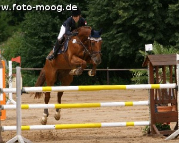 jumper St. Emilion 4 (KWPN (Royal Dutch Sporthorse), 2003, from Emilion)