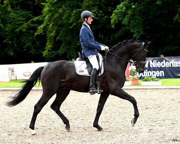 stallion Fool's Paradise (Hanoverian, 2009, from Fürst Nymphenburg)