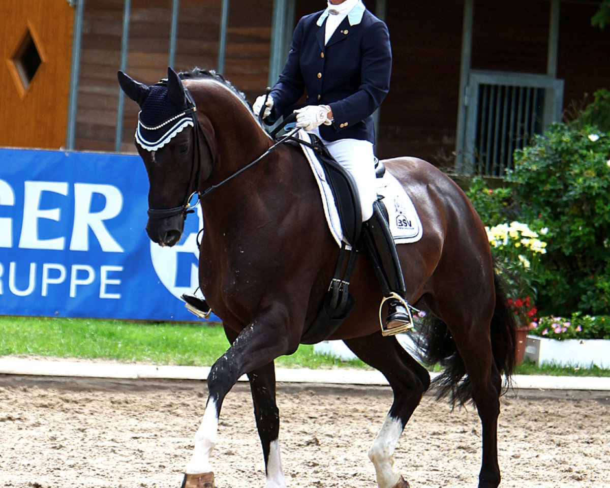 dressage horse Danccini (Hanoverian, 2007, from Don Crusador)