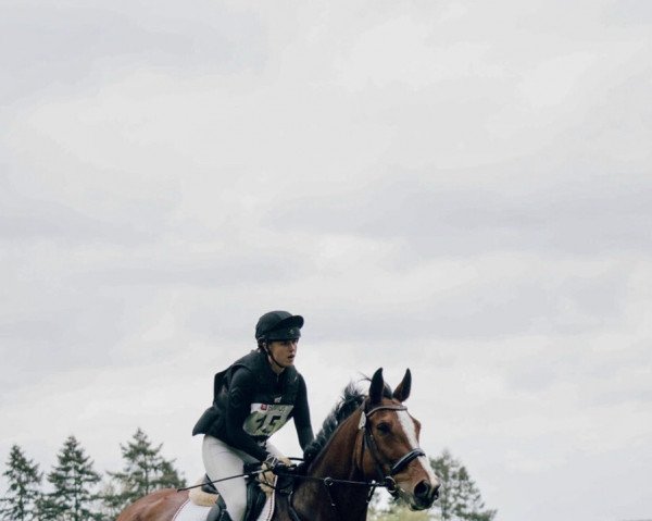 jumper Quentin 128 (Mecklenburg, 2010, from Quintender 2) jumper Quentin 128 (Mecklenburg, 2010, from Quintender 2)
