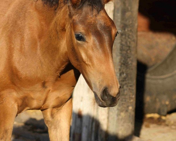 horse Fidan A (Westphalian, 2010, from Flanagan)