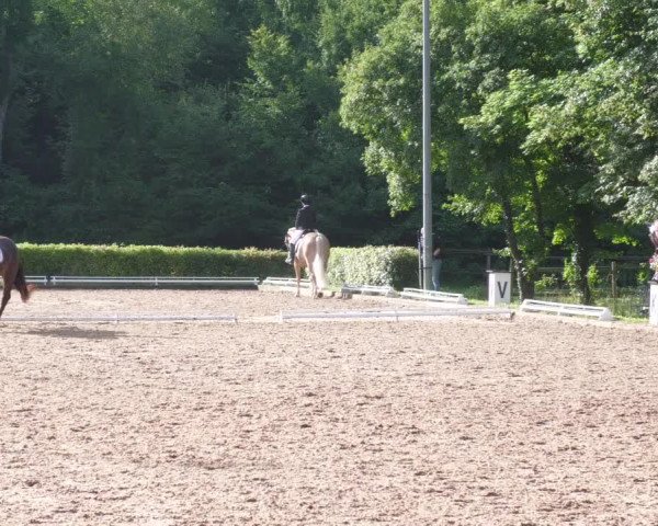 Reitturnier Nürtingen 2022