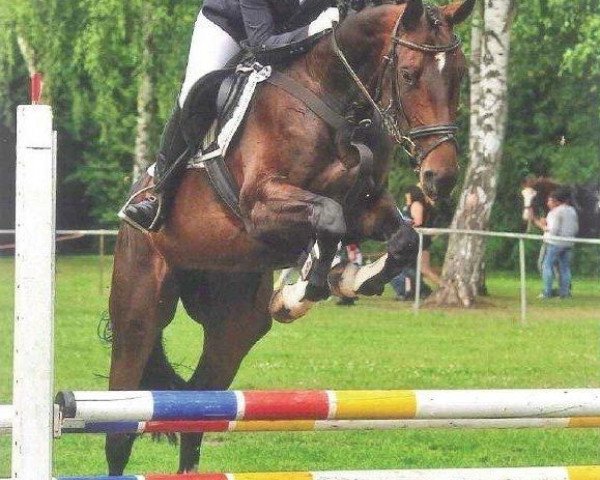 Springpferd Miss Undercover (Hannoveraner, 2007, von Metternich)