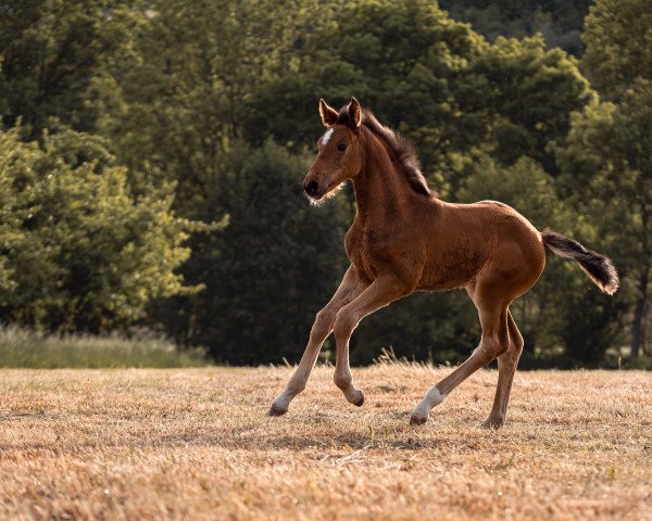 horse Duke of Stubbornness (Holsteiner, 2022, from Dia Corrado)