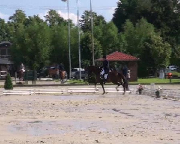 Dressurpferd Belaggio (Oldenburger, 2003, von Briar) Dressurpferd Belaggio (Oldenburger, 2003, von Briar)