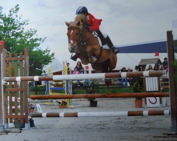 jumper Power Play (German Riding Pony, 2003, from Power Prie Boy)