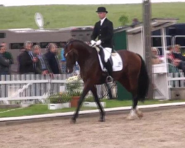 dressage horse Louis-Latour (Hanoverian, 2007, from Londontime)