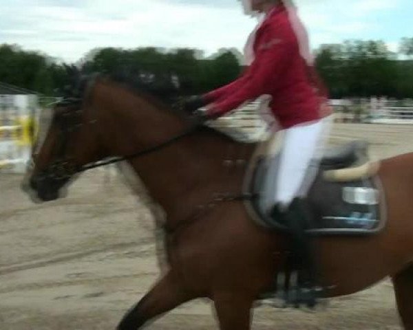 Springpferd Undercover Agent (Belgisches Warmblut, 1997, von Landetto)