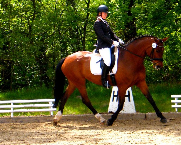 broodmare Sonnenschein (Westphalian, 1998, from Saint Tropez)