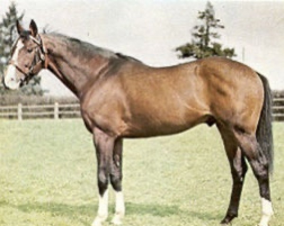 stallion Armistice xx (Thoroughbred, 1959, from Worden xx)