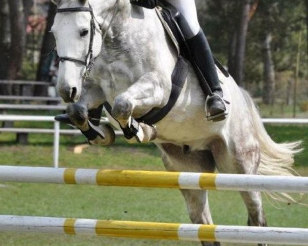 jumper Concorde 56 (German Sport Horse, 2004, from Caitano)