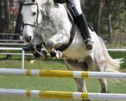 jumper Concorde 56 (German Sport Horse, 2004, from Caitano)